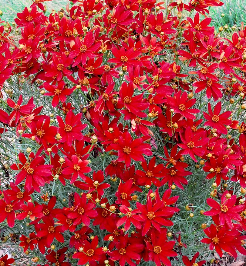 Sizzle & Spice® Hot Paprika Tickseed Natorp's Online Plant Store